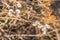 Snails with snail shell in dry rest stick firmly to plants, Germany