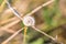 Snails with snail shell in dry rest stick firmly to plants, Germany