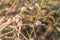 Snails with snail shell in dry rest stick firmly to plants, Germany