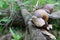 Snails in the spring forest