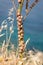 Snails on a stem with a sea background