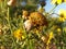 Snails on yellow spring flower