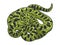 Snake anaconda animal sketch vector illustration