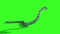 Snake Anaconda Attack Side Animal Green Screen