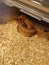 Snake ballpython pythonregilys vanilla paster pewter plast