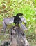 Snake bird on a tree stump Anhinga