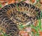Snake Bothrops known as Jararaca in Brazil