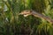 Snake on branch in rainforest