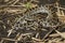 Snake Burmese Python molurus bivittatus