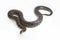 Snake Burmese Python, Python molurus bivittatus, on white background