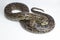 Snake Burmese Python, Python molurus bivittatus, on white background