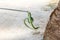 Snake Catcher Stick Tool Equipment catch the Green Cat Snake hides in coconut trees