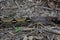 Snake changing the skin in Amazon jungle, Peru