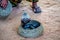 Snake charmer plays with indian cobra