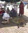 Snake charmers in Marrakech