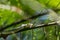 Snake (Chrysopelea ornata) on a tree