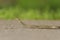 Snake crawling on paved road