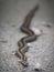 A snake crawls on a dirt road