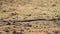 snake crawls on dry ground