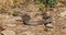 Snake Dolichophis caspius