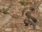 Snake Dolichophis caspius