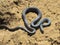 Snake (Dolichophis caspius).