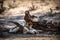 Snake Eagle on Springbok carcass