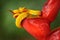 Snake from Ecuador. Bothriechis schlegeli, Yellow Eyelash Palm Pitviper, on the red wild flower. Wildlife scene from tropic forest