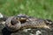 Snake Elaphe sauromates