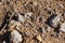 Snake-eyed lizard running in  desert