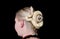 Snake on female head. Non poisonous Boa constrictor albino species of snake crawls over hair and wraps around tuft hair of woman.