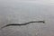 Snake floating on the river in shallow water