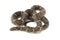 snake florida kingsnake