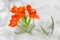 Snake Flower â€“ Ornithogalum dubium