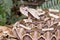 Snake-Gaboon viper