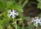 Snake Gourd Trichosanthes cucumerina Flowers