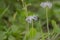 Snake Gourd Trichosanthes cucumerina Flowers and Vine