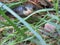 Snake in grass, Western ratsnake, Pantherophis obsoletus