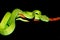 Snake (green pit viper)