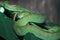 snake (green pit viper) in forest