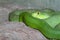 snake & x28;green pit viper& x29; sleep on the rock at thailand