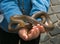 Snake in the hand of child for the Serpari feast in the historic center of Cocullo, Abruzzo