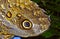 Snake Head Butterlfy - (Owl Butterfly)