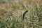 Snake hiding in the grass