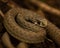 Snake laying in the branches with the blurred background