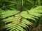 Snake on a leaf