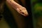 Snake leucistic texas rat