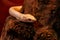 Snake leucistic texas rat