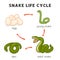 Snake life cycle diagram chart in science subject kawaii doodle vector