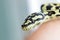 Snake looking at the camera on blurred background. Black and yellow, macro, close up. Reptile background.